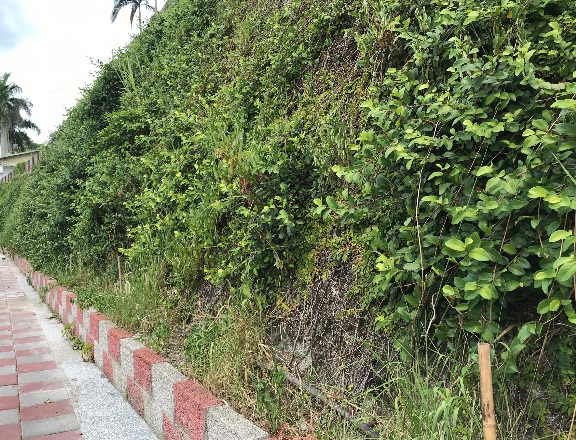 推動牆面植生或綠籬執行示範照片