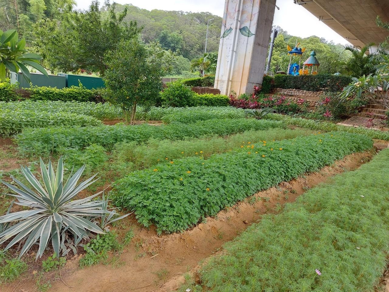 推動社區農園執行示範照片