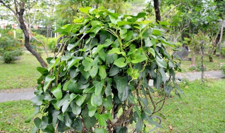 種植原生或誘鳥誘蝶植栽執行示範照片