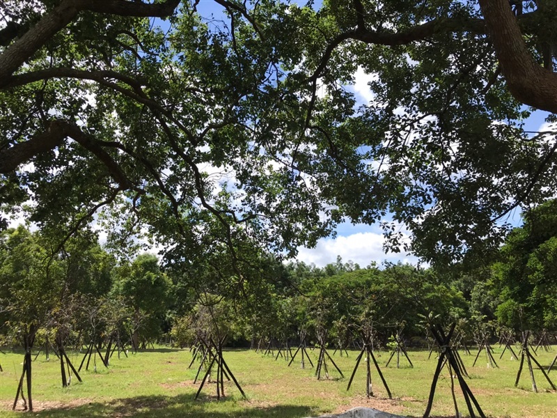 原生種植樹造林執行示範照片