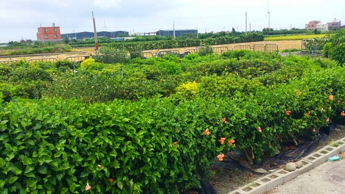 原生種植樹造林執行示範照片