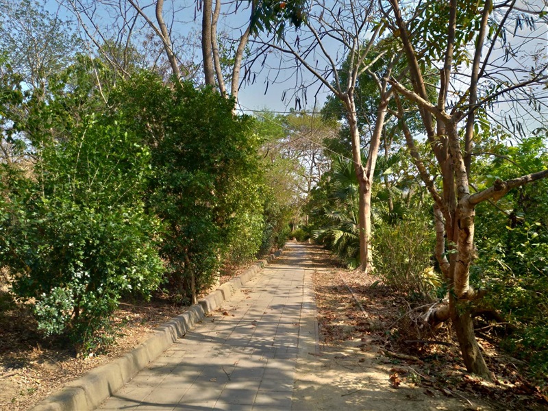 原生種植樹造林執行示範照片