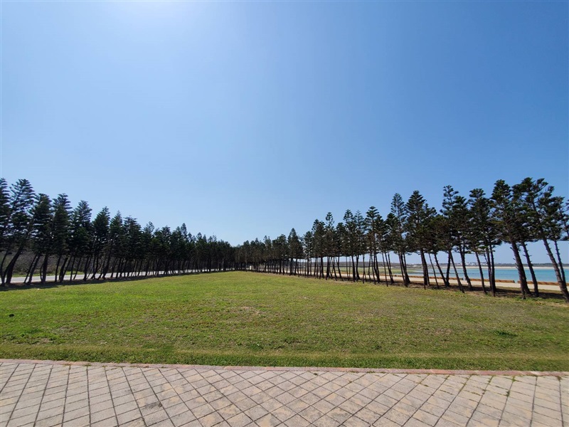 原生種植樹造林執行示範照片