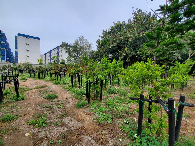 原生種植樹造林執行示範照片