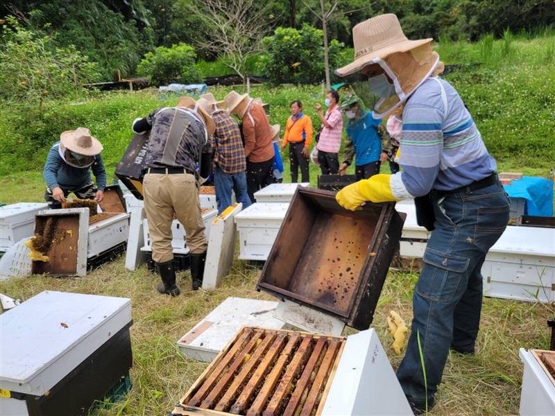 明德村解說社區養蜂過程並帶著參訪社區走訪蜂場及採蜜