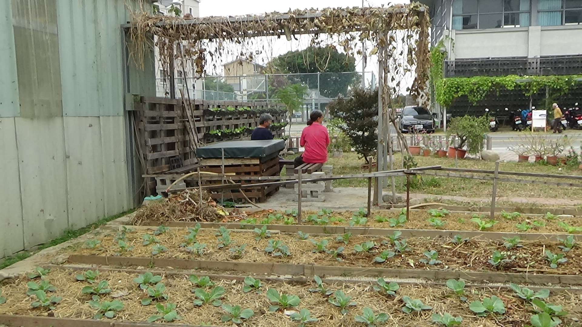 稻草回收作為菜股用來覆蓋社區農園的菜苗。
