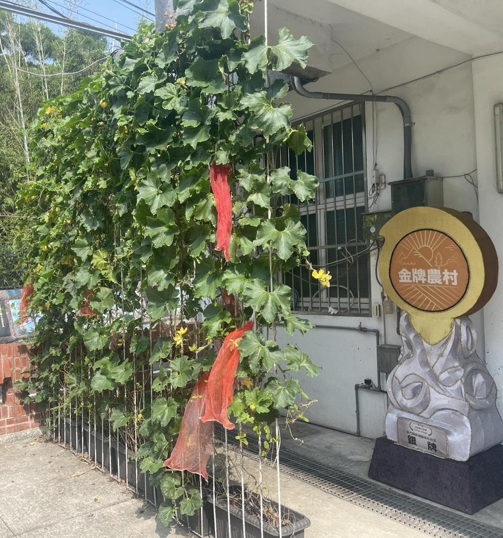 旱坑里「絲瓜綠簾遮陽與綠化示範場域」。