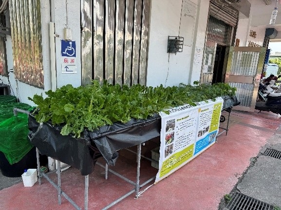 魚菜共生