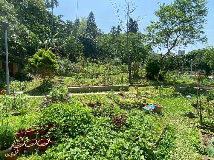 認養里內閒置空地翻轉為田園，成為里民聯繫情誼的場域